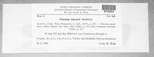 Puccinia hieracii image